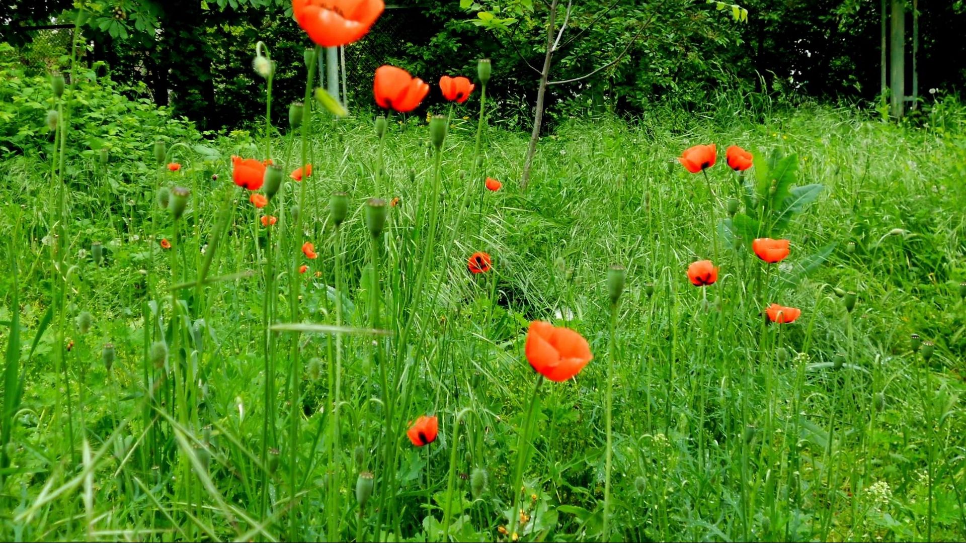 Download wallpaper 1920x1080 poppies, green, sunny, grass, summer ...