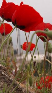 Preview wallpaper poppies, herbs, stones, close-up