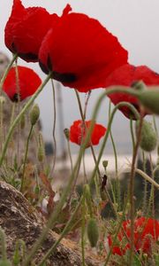 Preview wallpaper poppies, herbs, stones, close-up