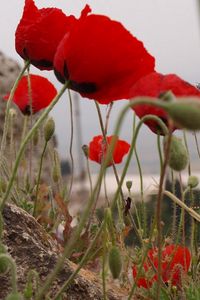 Preview wallpaper poppies, herbs, stones, close-up