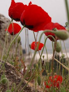 Preview wallpaper poppies, herbs, stones, close-up