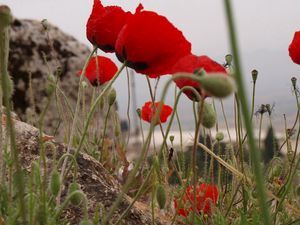 Preview wallpaper poppies, herbs, stones, close-up