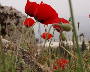 Preview wallpaper poppies, herbs, stones, close-up