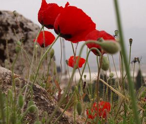 Preview wallpaper poppies, herbs, stones, close-up