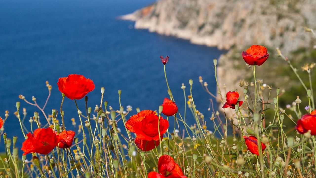 Wallpaper poppies, hillside, mountain, sea