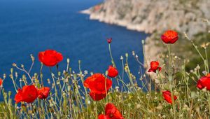 Preview wallpaper poppies, hillside, mountain, sea