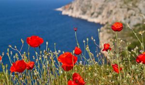 Preview wallpaper poppies, hillside, mountain, sea