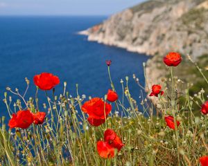 Preview wallpaper poppies, hillside, mountain, sea