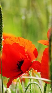 Preview wallpaper poppies, petals, red, stem