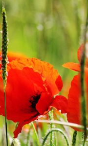 Preview wallpaper poppies, petals, red, stem