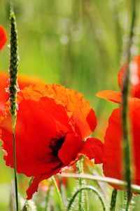 Preview wallpaper poppies, petals, red, stem