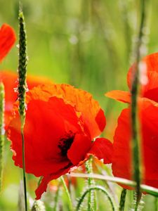 Preview wallpaper poppies, petals, red, stem