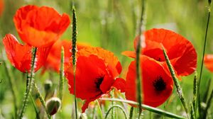 Preview wallpaper poppies, petals, red, stem