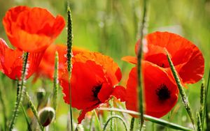 Preview wallpaper poppies, petals, red, stem