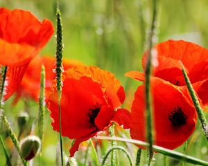 Preview wallpaper poppies, petals, red, stem