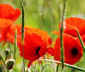 Preview wallpaper poppies, petals, red, stem