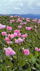 Preview wallpaper poppies, pink, meadow, sky, horizon