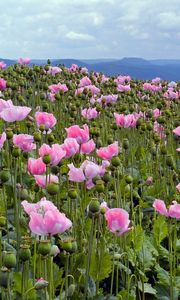 Preview wallpaper poppies, pink, meadow, sky, horizon