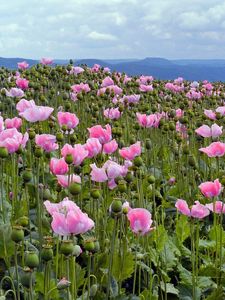 Preview wallpaper poppies, pink, meadow, sky, horizon