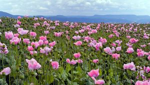 Preview wallpaper poppies, pink, meadow, sky, horizon