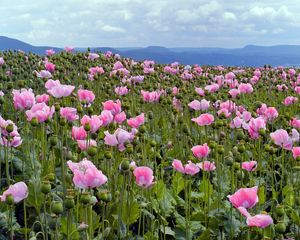 Preview wallpaper poppies, pink, meadow, sky, horizon