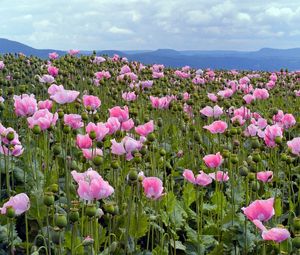 Preview wallpaper poppies, pink, meadow, sky, horizon