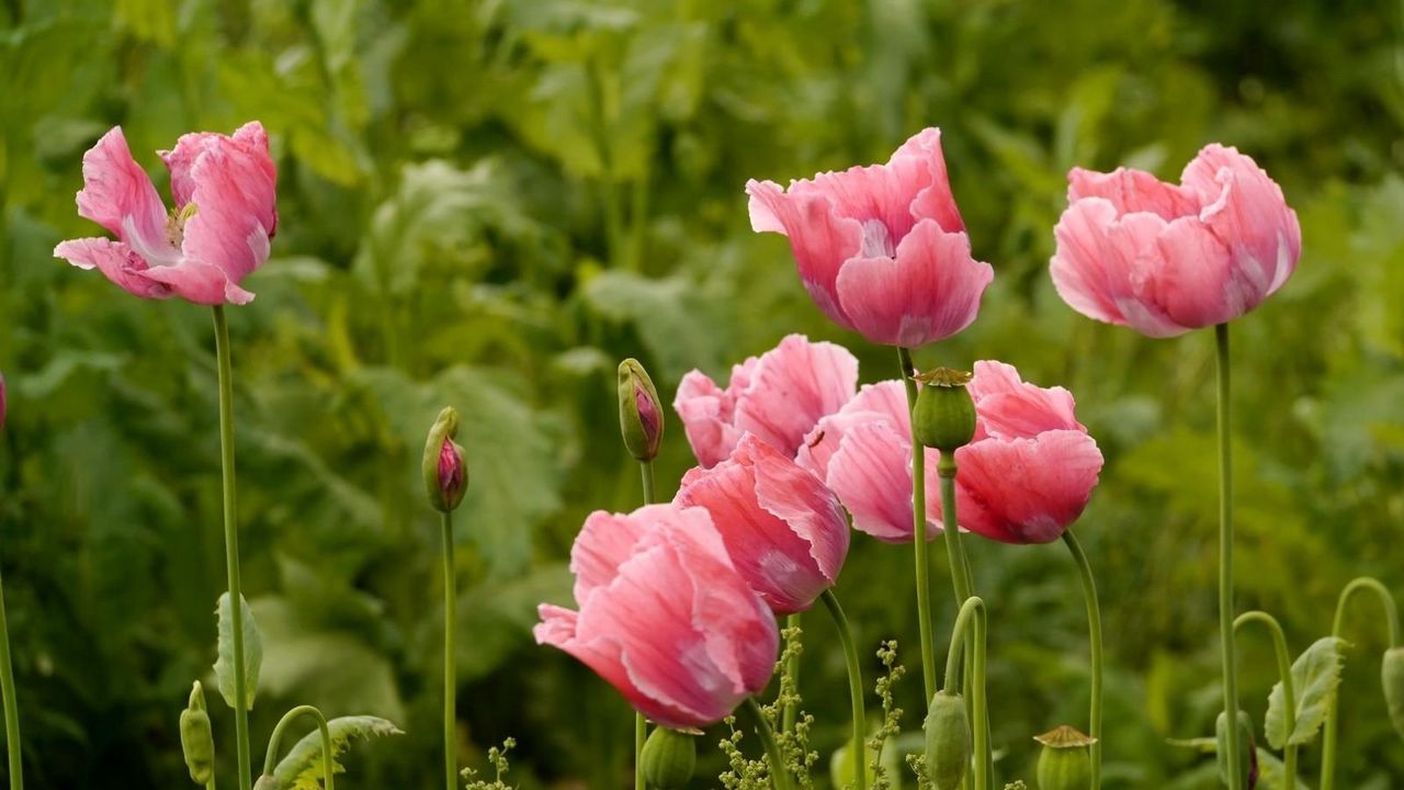 Wallpaper poppies, pink, summer, greens