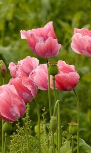 Preview wallpaper poppies, pink, summer, greens