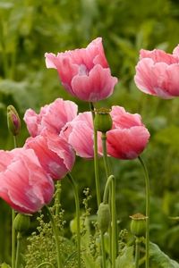 Preview wallpaper poppies, pink, summer, greens