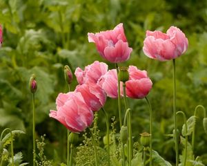 Preview wallpaper poppies, pink, summer, greens