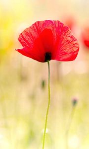 Preview wallpaper poppies, plant, petals, field, light