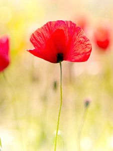 Preview wallpaper poppies, plant, petals, field, light