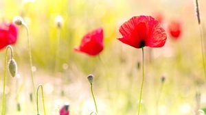 Preview wallpaper poppies, plant, petals, field, light