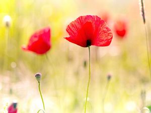 Preview wallpaper poppies, plant, petals, field, light