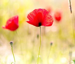 Preview wallpaper poppies, plant, petals, field, light