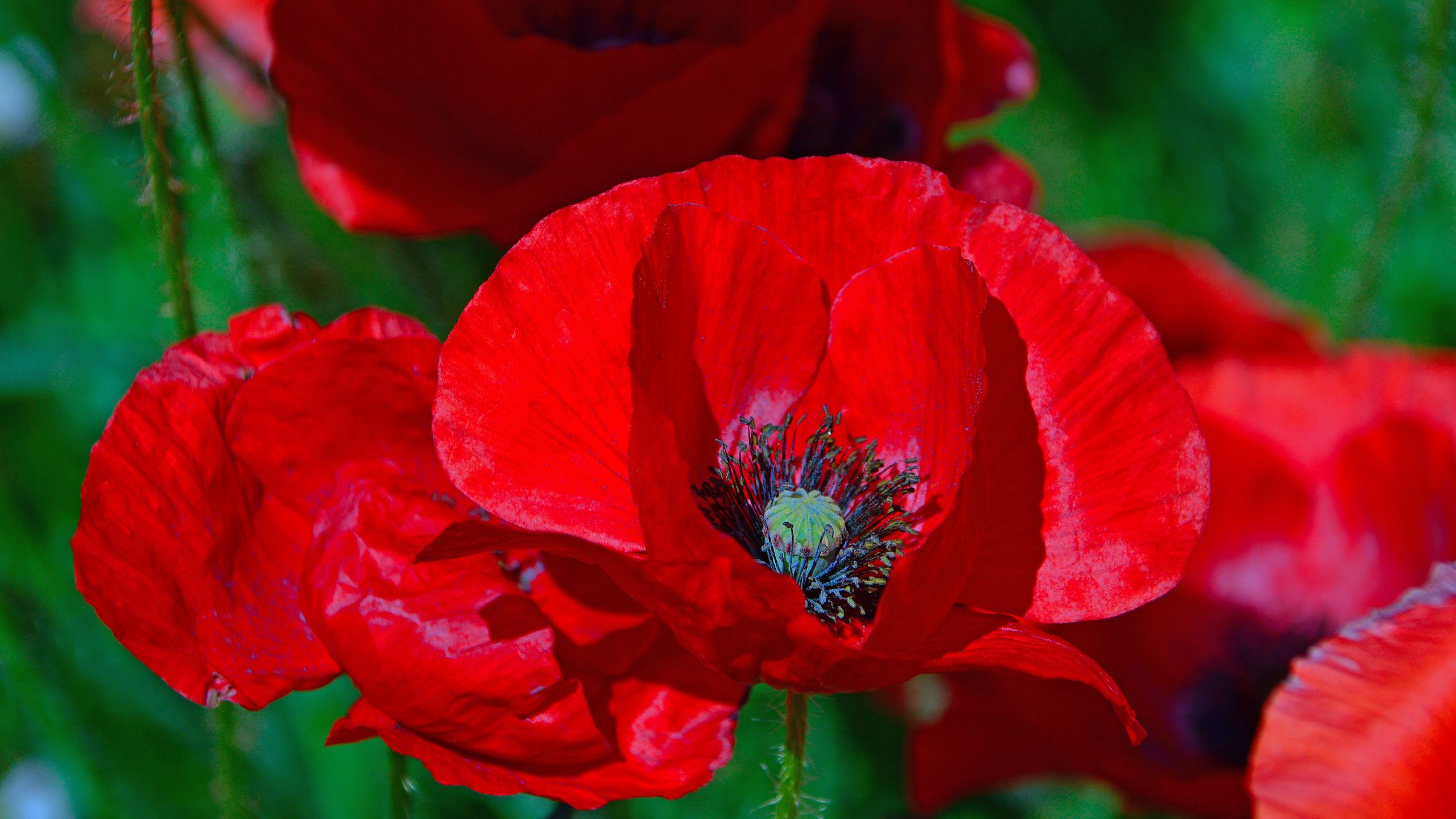 Download wallpaper 2560x1440 poppies, poppy, flower, red, blossom ...