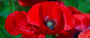 Preview wallpaper poppies, poppy, flower, red, blossom