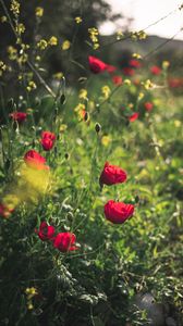 Preview wallpaper poppies, red, flowers, plant, bloom