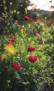 Preview wallpaper poppies, red, flowers, plant, bloom