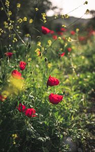 Preview wallpaper poppies, red, flowers, plant, bloom