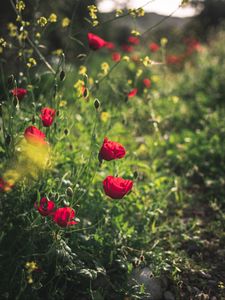 Preview wallpaper poppies, red, flowers, plant, bloom