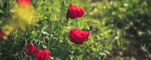 Preview wallpaper poppies, red, flowers, plant, bloom