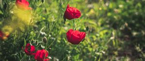 Preview wallpaper poppies, red, flowers, plant, bloom