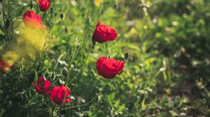 Preview wallpaper poppies, red, flowers, plant, bloom