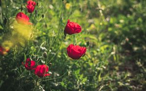 Preview wallpaper poppies, red, flowers, plant, bloom