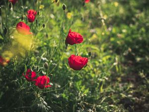 Preview wallpaper poppies, red, flowers, plant, bloom