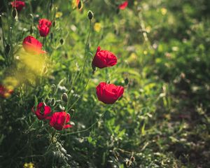 Preview wallpaper poppies, red, flowers, plant, bloom