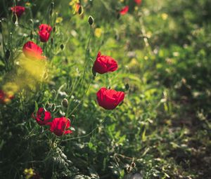 Preview wallpaper poppies, red, flowers, plant, bloom