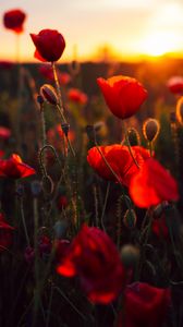 Preview wallpaper poppies, red, flowers, field, sunset