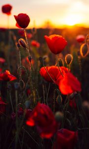 Preview wallpaper poppies, red, flowers, field, sunset